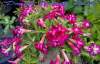 (image for) New Adenium 'Double Candle Bush' 5 Seeds
