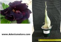 Adenium Obesum New Black Swan 5 Seeds