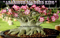 (image for) Adenium Arabicum Diamond King 5 Seeds