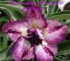 (image for) Adenium Obesum 'Double Purple Charms 2' 5 Seeds