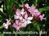 (image for) Nerium Oleander 'Pink Beauty' 5 Seeds