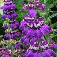 (image for) Collinsia heterophylla 'Chinese Houses' 10 Seeds