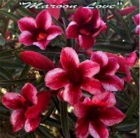 (image for) Adenium Obesum 'Maroon Love' 5 Seeds