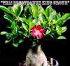 (image for) Thai Socotranum 'King Crown' 5 Seeds