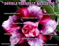 Adenium Obesum 'Double Tenderly Romantic' 5 Seeds