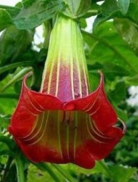 (image for) Angels Trumpet 'Red Sanguinea' (5 Seeds)