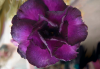 (image for) Big Pack Adenium Obesum Big Purple x 50 Seeds