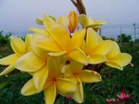 (image for) Attack Gold Plumeria Rubra (6 Seeds)