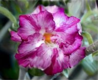 (image for) Adenium Obesum 'Double Violet' x 5 Seeds