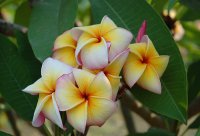 (image for) Plumeria Rubra Curly Peach x 6 Seeds