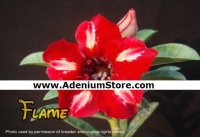 Adenium Obesum Seeds 'Flame' 5 Seeds