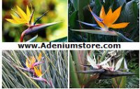 Bird of Paradise Strelitzia Seeds 'Mixed' (5 Seeds)