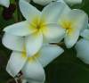 (image for) Plumeria Seeds 'Dosy White' 6 Seeds