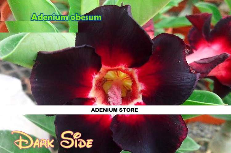 New Adenium \'Dark Side\' 5 Seeds