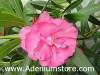 (image for) Nerium Oleander 'College Beauty' 5 Seeds