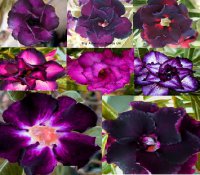 Adenium Obesum 'Purple Mix' X 10 Seeds