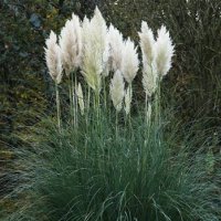 (image for) Pampas Grass Seed Germination & Growing Guide