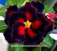 Adenium Obesum Double Black Madonna 5 Seeds