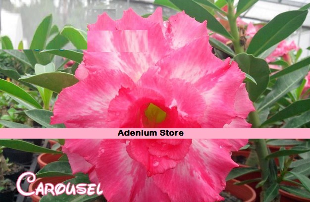 New Adenium \'Carousel\' 5 Seeds