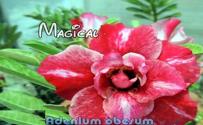 (image for) New Adenium \'Magical\' 5 Seeds