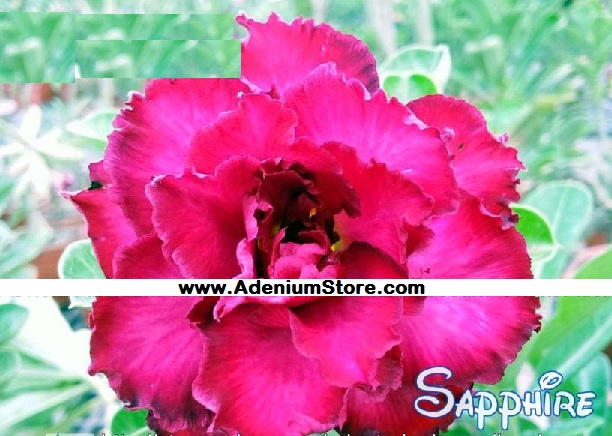 (image for) New Adenium \'Sapphire\' 5 Seeds