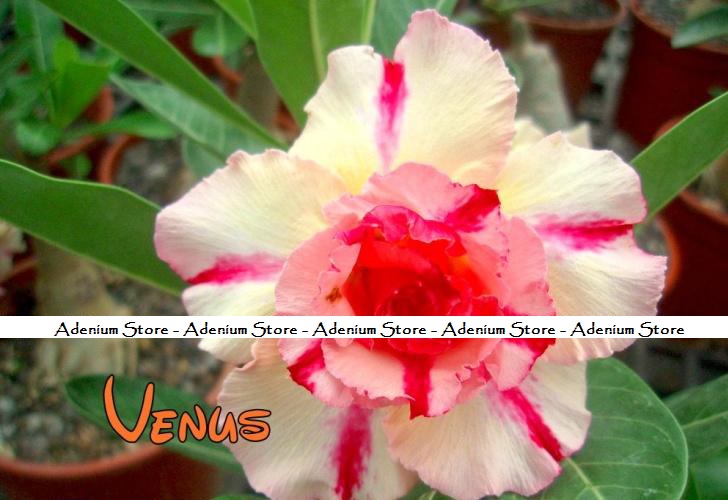 (image for) New Adenium \'Venus\' 5 Seeds
