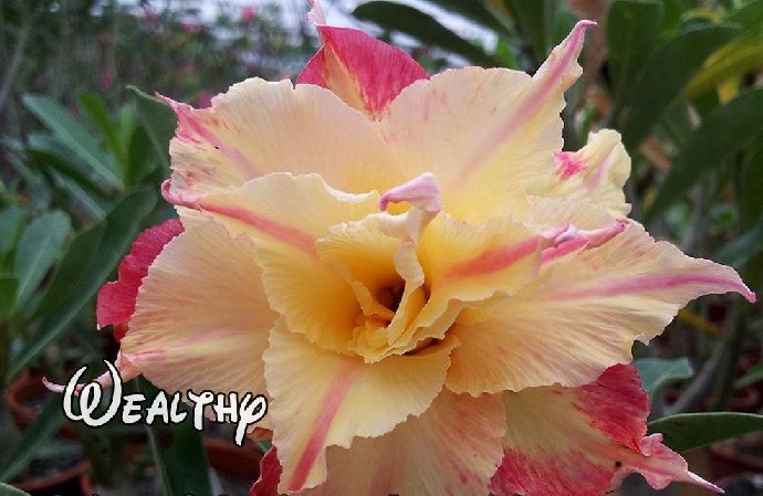 (image for) New Adenium \'Wealthy\' 5 Seeds