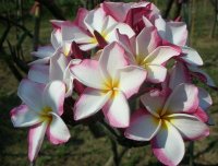 (image for) Plumeria Rubra Pink Hawaii (6 Seeds)