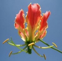 Gloriosa Lily Seed Germination & Growing Guide
