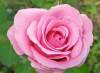 Pink Rose Gentleness Admiration 10 Seeds