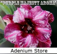 Adenium 'Double Purple Majesty Aroma' 5 Seeds
