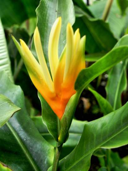 (image for) Heliconia Seeds 'Aurantiaca' (5 Seeds) - Click Image to Close
