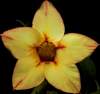 (image for) Adenium Obesum 'Sunflower' 5 Seeds