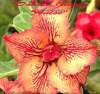 (image for) Adenium Obesum 'Double Ginger Anise' 5 Seeds