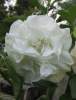 Datura Seeds 'Double White' (5 Seeds)