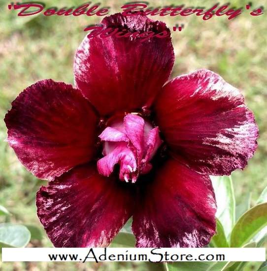 Adenium \'Double Butterfly Wing\' 5 Seeds
