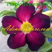 (image for) Adenium Obesum 'Purple Innovation' 5 Seeds