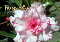 New Adenium Obesum 'Frappucino' 5 Seeds