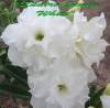 Adenium Obesum Quattro Jumbo White' 5 Seeds