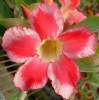 (image for) Adenium Obesum 'Beauty Cloud 1' x 5 Seeds