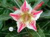 (image for) Adenium Obesum Seeds 'Star of Luck' 5 seeds