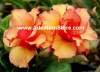 (image for) Adenium Obesum Double Carrot x 5 Seeds