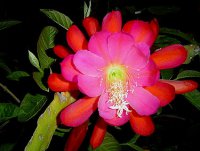 (image for) Epiphyllum 'Queen of May' 5 Seeds