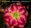 (image for) New Adenium 'Double Beauty Stripes' 5 Seeds