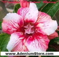 Rare Adenium 'Double Frosted Berry' 5 Seeds