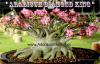 (image for) Adenium Arabicum Diamond King 5 Seeds