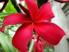 (image for) Plumeria Rubra Red Ribbon x 6 Seeds