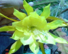 Epiphyllum 'David Golden Splender' 5 Seeds