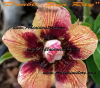 (image for) Adenium Obesum Double Sun Ray 5 Seeds