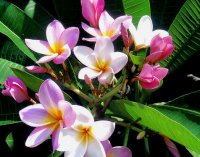 (image for) Pink Clouds Plumeria Rubra (6 Seeds)